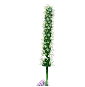 CACTUS 39CM